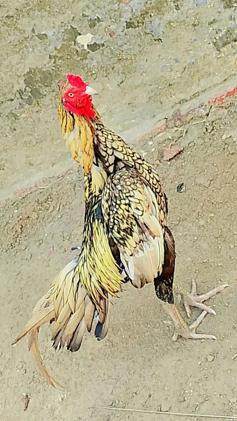 aseel murgah sale — photo 4