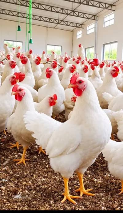 Layer Hens For sell (EGG LAYING)