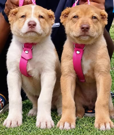 Alabai dog | security puppy | king Alabai pair for sale