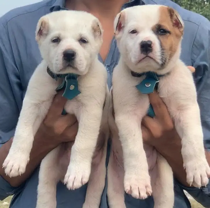 Alabai dog | security puppy | king Alabai pair for sale — photo 2