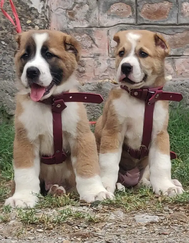 Alabai dog | security puppy | king Alabai pair for sale — photo 3