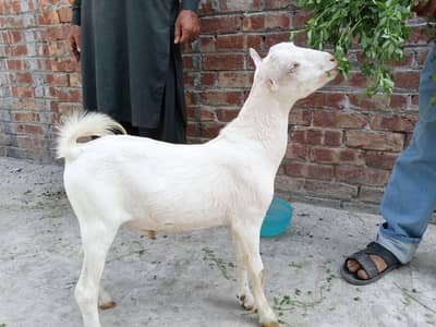pure gulabi teda male top quality 03174373497