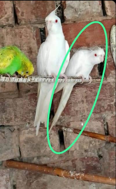 cockatiel cocktail female for sale or 03237832969