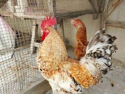hens. . .