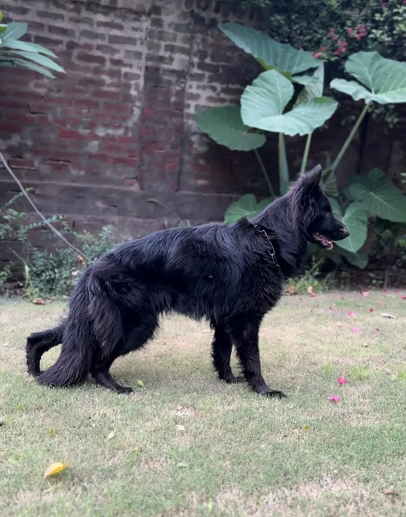 Pink Pedigreed black German shepherd female | Long coat_GSD Dog — photo 2