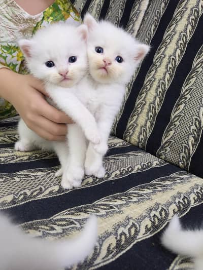 Persian Kittens for Loving Homes – 3 White Pairs Available