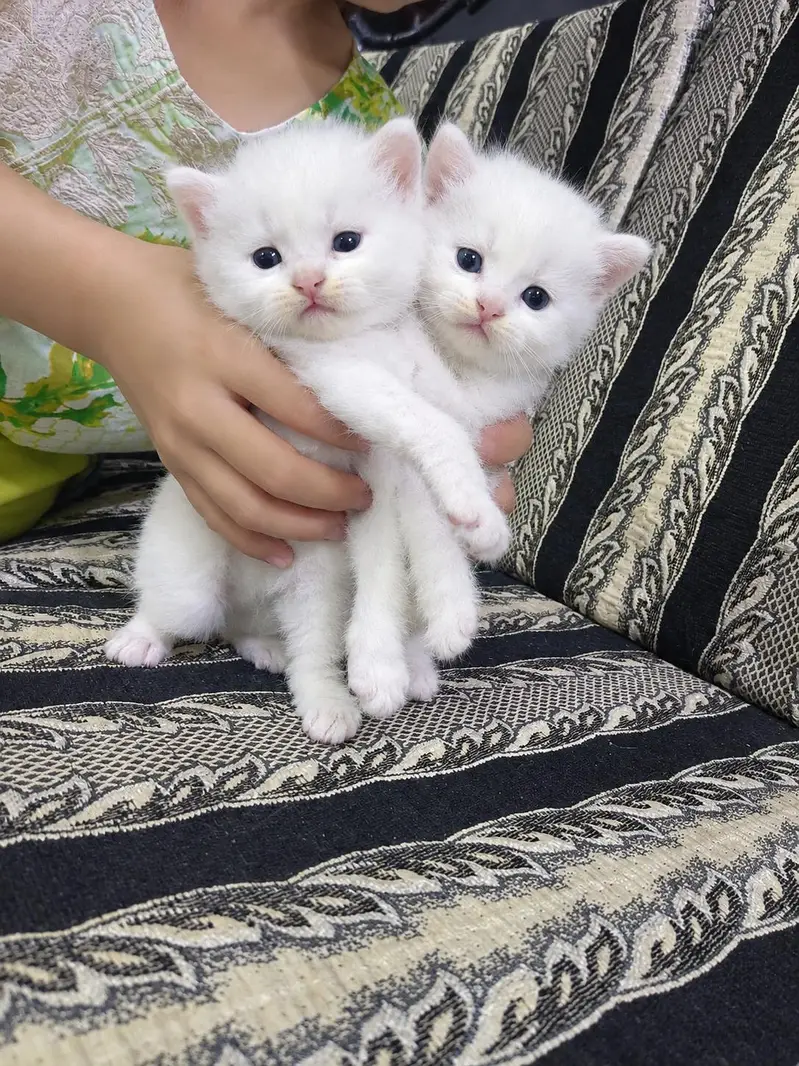 Persian Kittens for Loving Homes – 3 White Pairs Available — photo 2