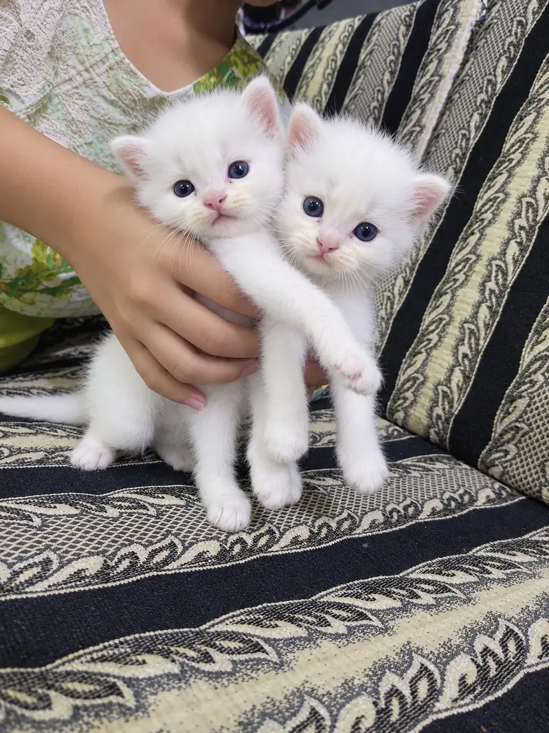 Persian Kittens for Loving Homes – 3 White Pairs Available — photo 3