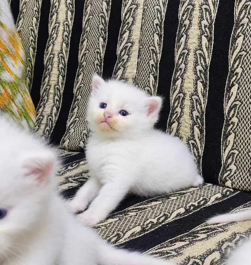 Persian Kittens for Loving Homes – 3 White Pairs Available — photo 4