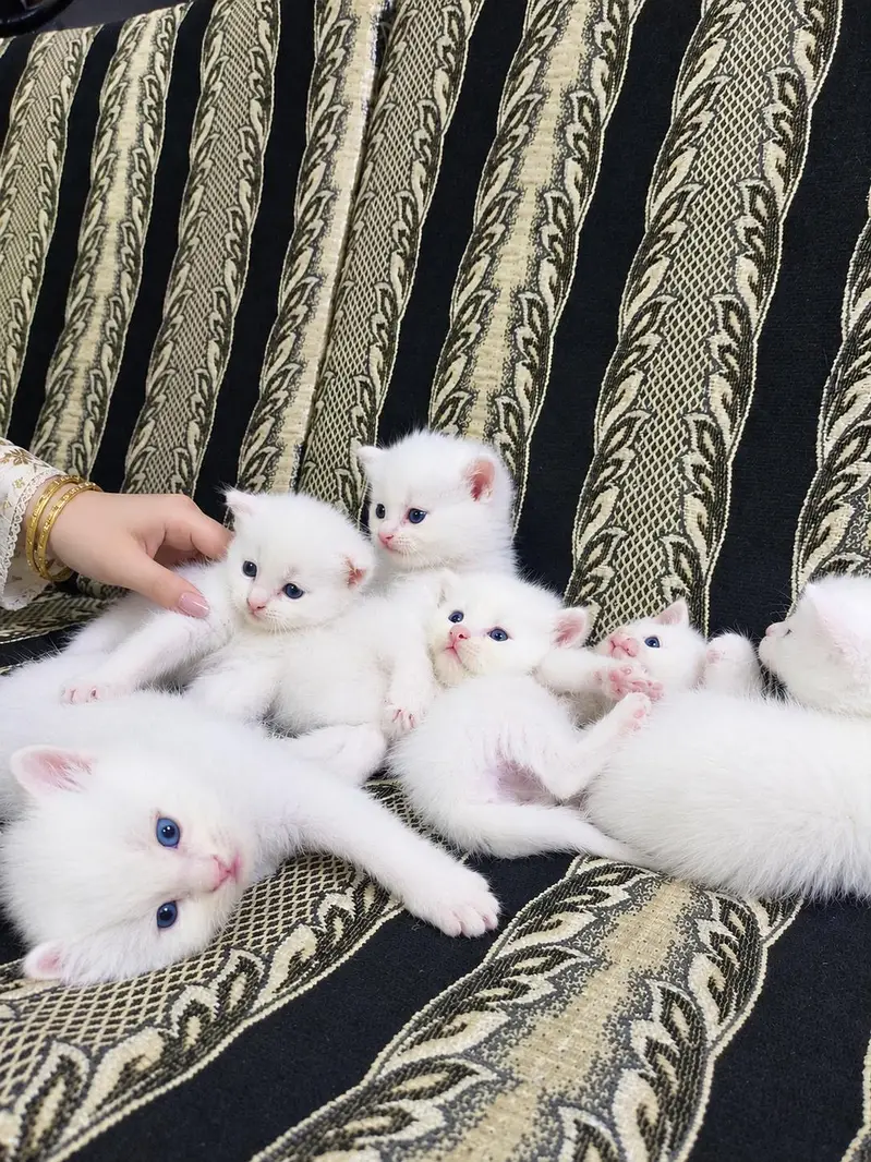 Persian Kittens for Loving Homes – 3 White Pairs Available — photo 5