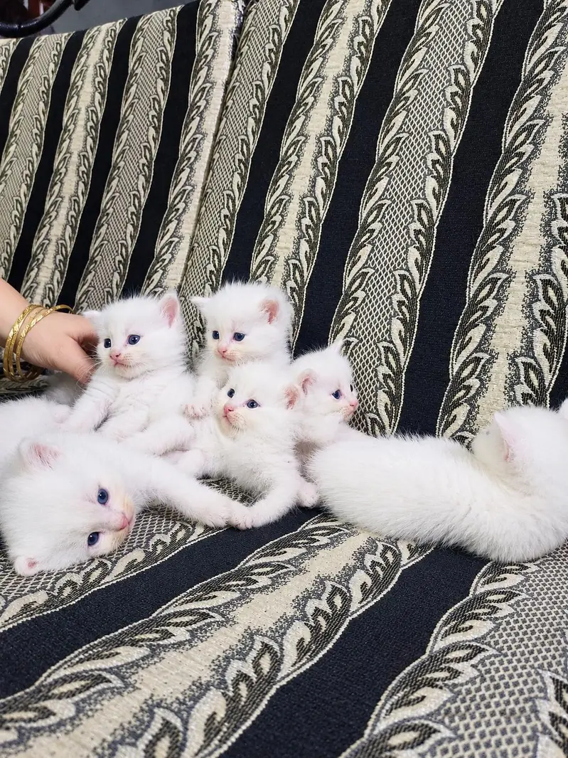 Persian Kittens for Loving Homes – 3 White Pairs Available — photo 6