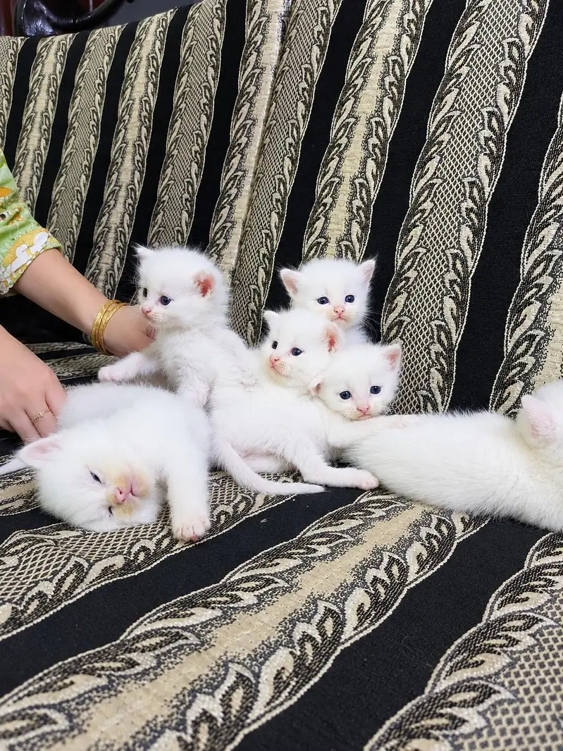 Persian Kittens for Loving Homes – 3 White Pairs Available — photo 7