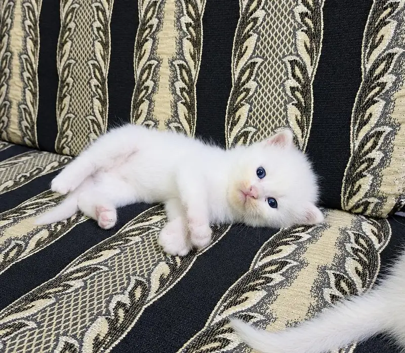 Persian Kittens for Loving Homes – 3 White Pairs Available — photo 8