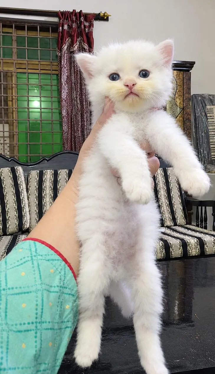 Persian Kittens for Loving Homes – 3 White Pairs Available — photo 9