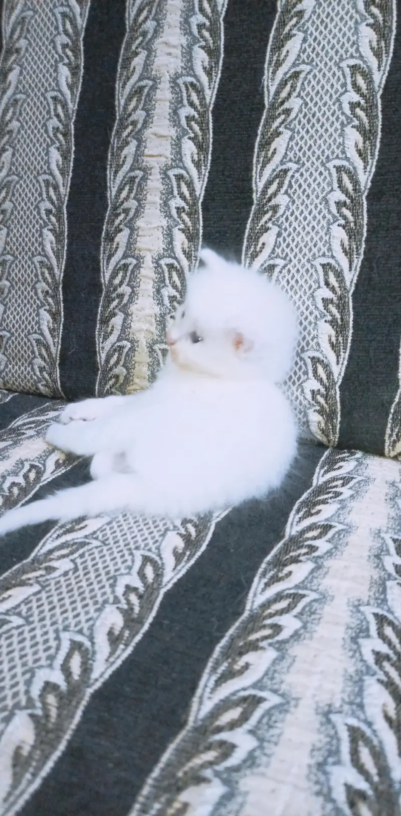 Persian Kittens for Loving Homes – 3 White Pairs Available — photo 10