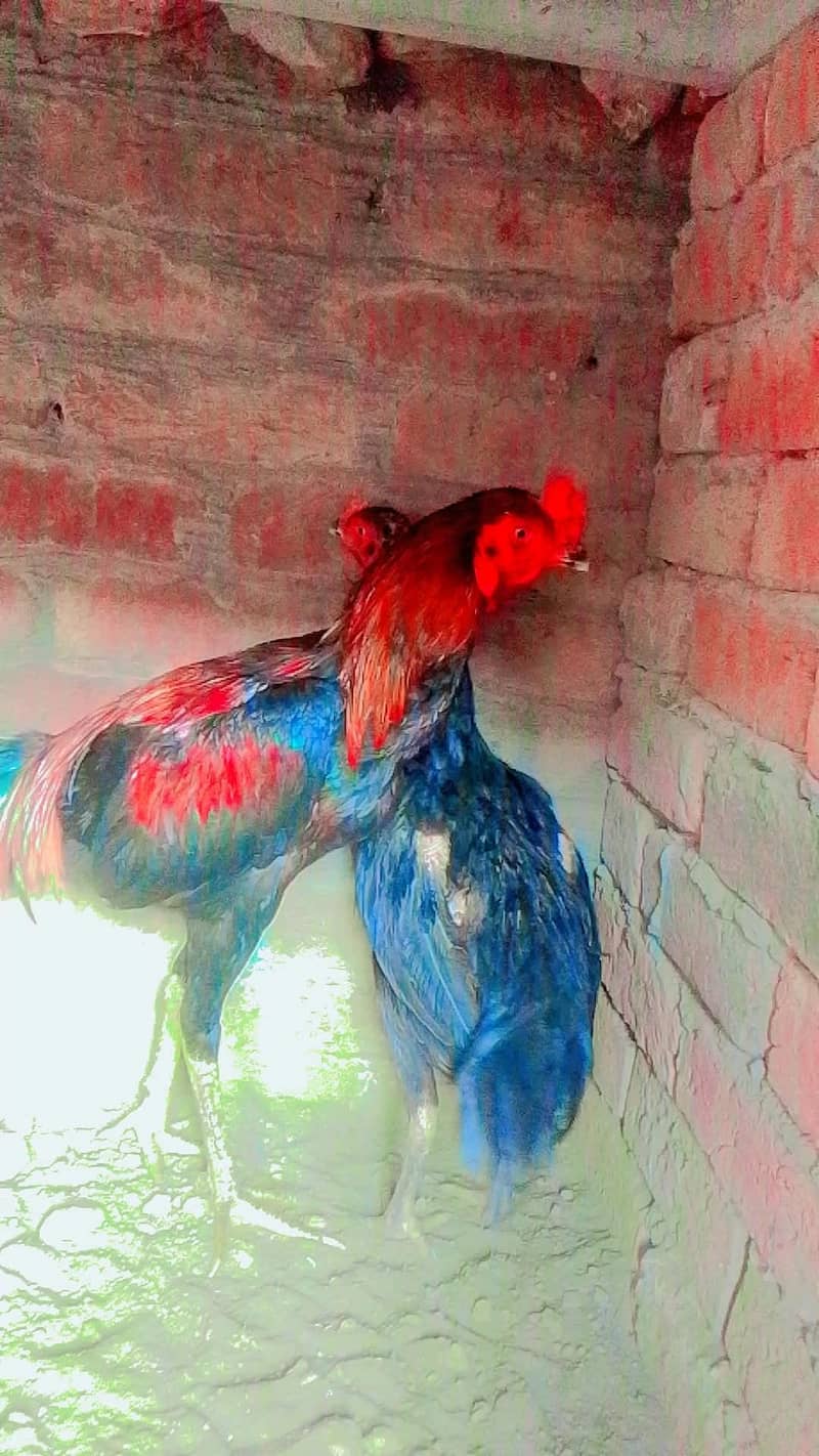 red colour 0