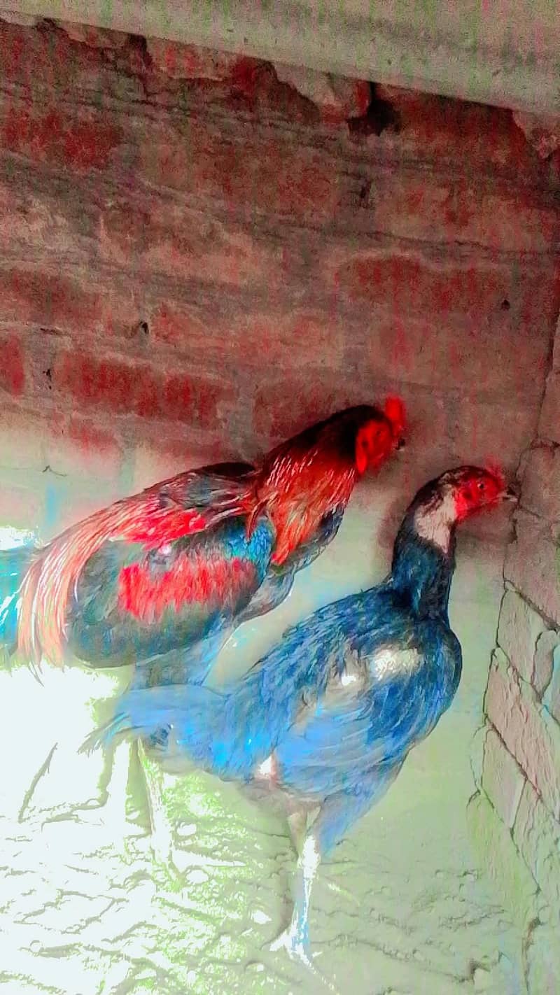 red colour 1
