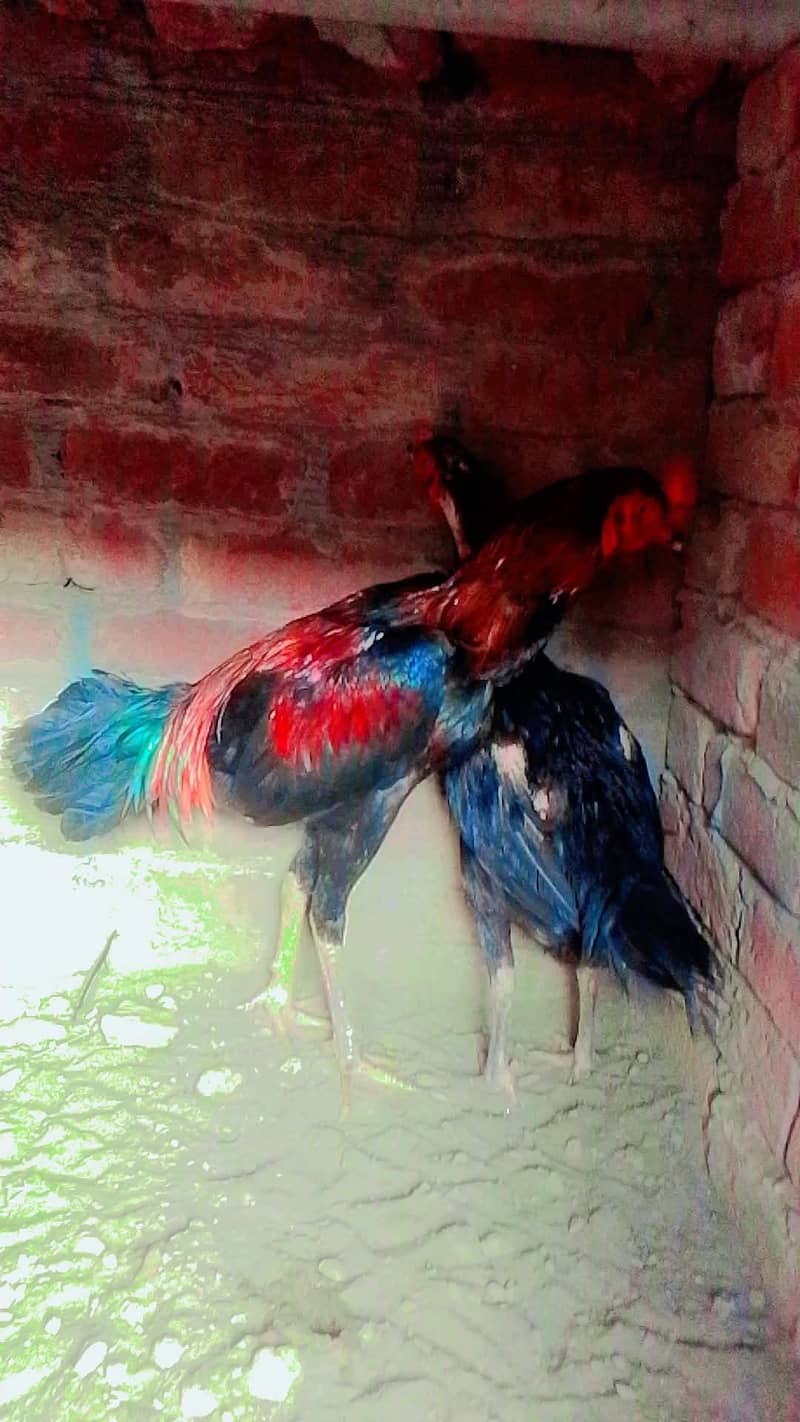 red colour 2