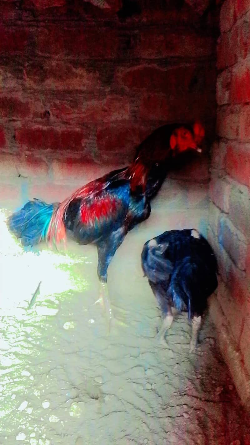 red colour 3