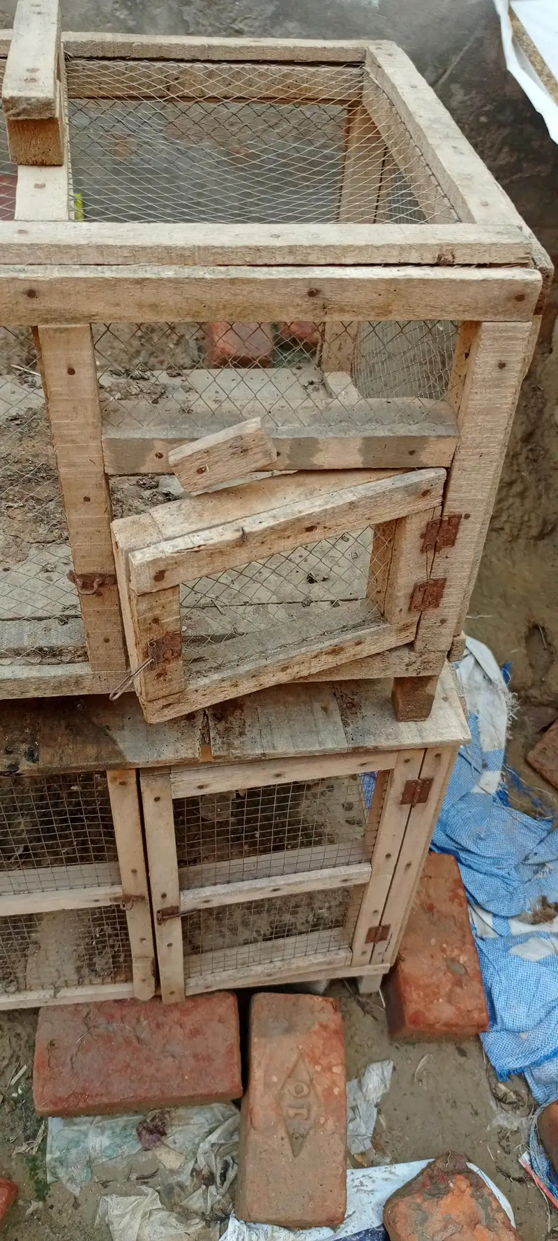 مرغی طوطا کے لیے کھڈا — photo 5