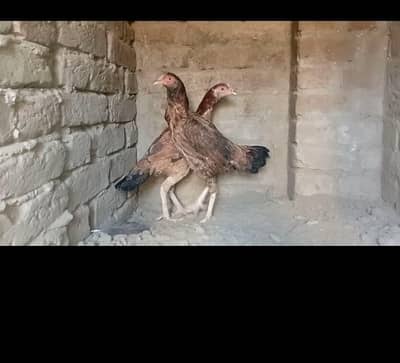 aseel females 03196643103