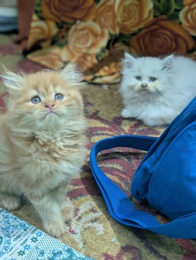 Persian kittens