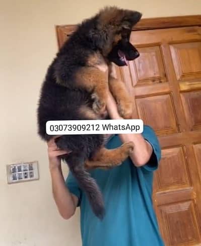 Breed: Pure German Shepher / puppy/WhatsApp