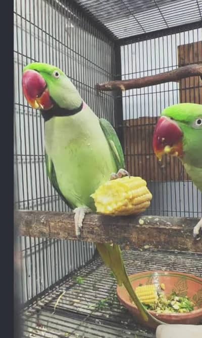 Raw parrot