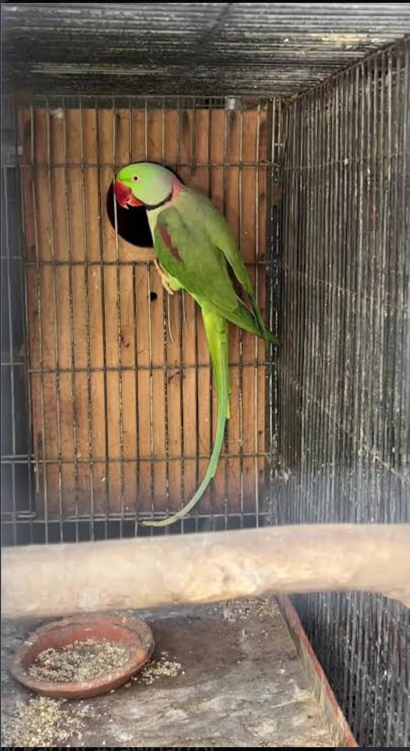 Raw parrot 1