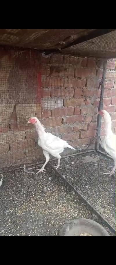 Heera Aseel murgi