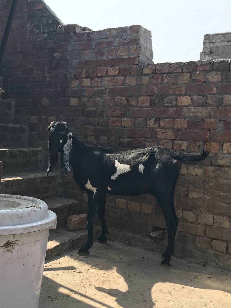 pure Amritsari Beetal Path second timer 1