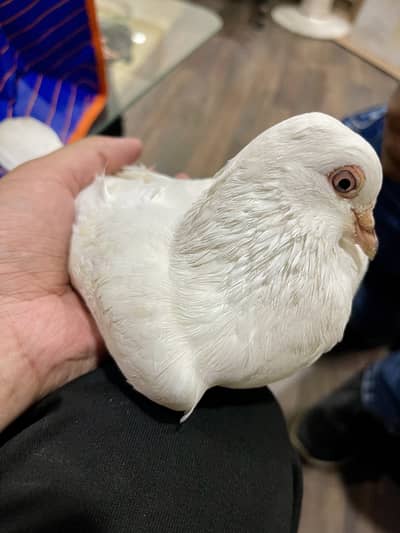 White Sherazi
