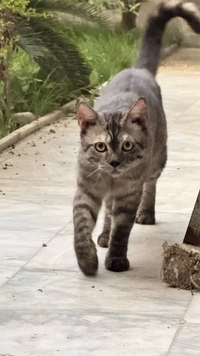 Silver Tabby Shorthair Cat Available for Sale