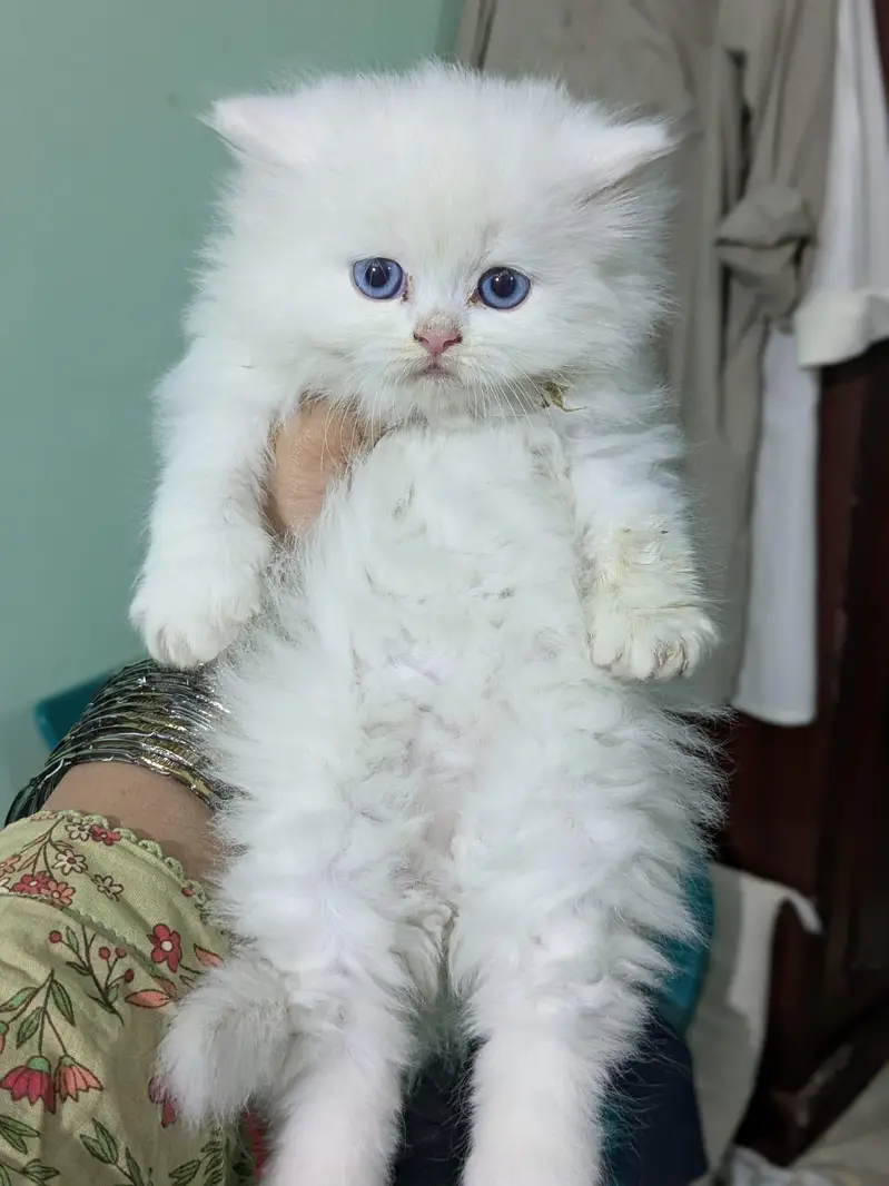 Persian kittens for sale | Triple coaed — photo 2