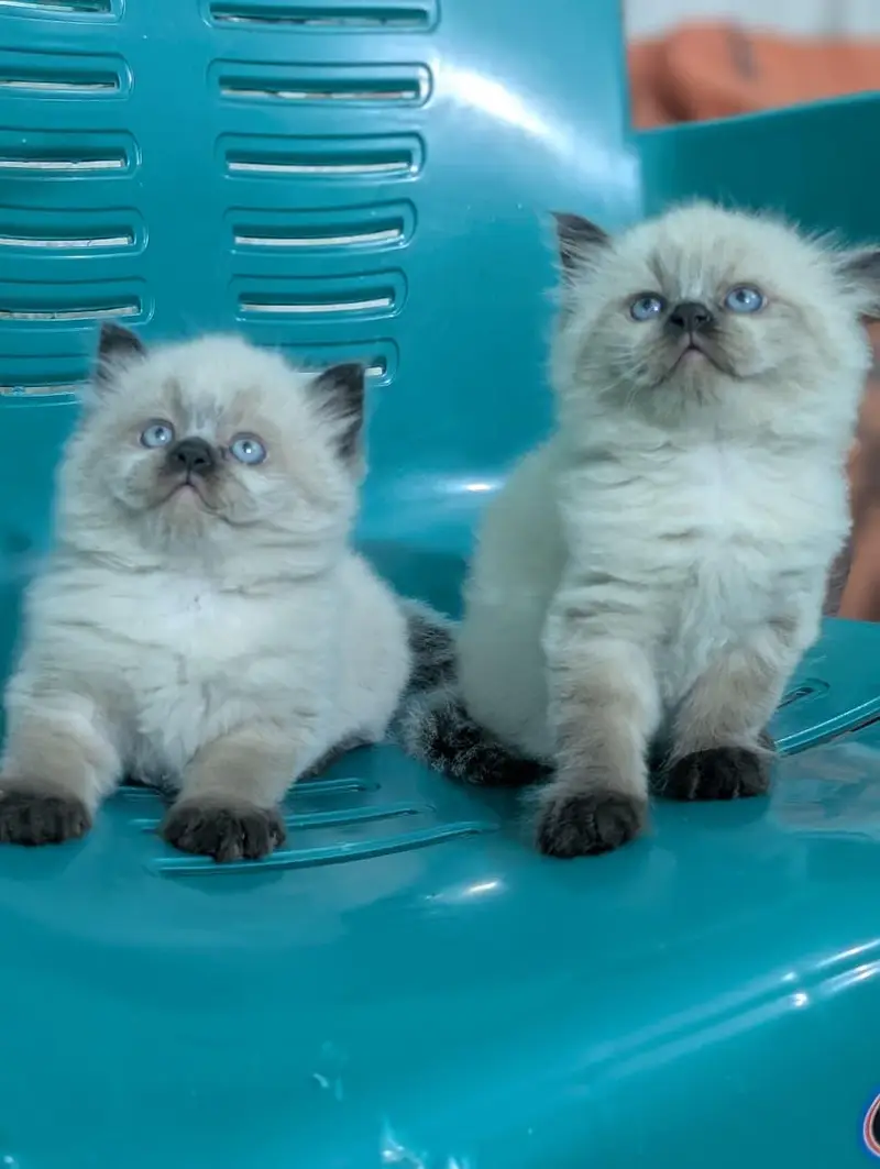 Persian kittens for sale | Triple coaed — photo 3