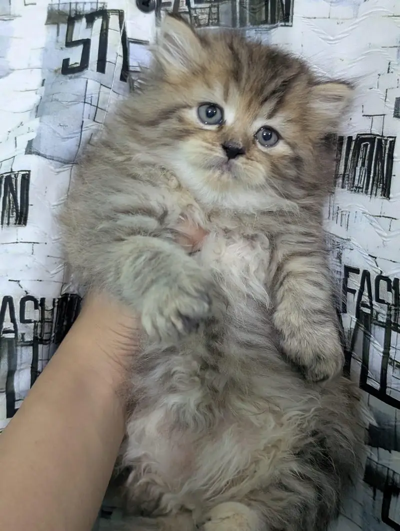 Persian kittens for sale | Triple coaed — photo 4
