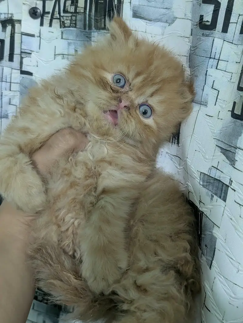 Persian kittens for sale | Triple coaed — photo 5