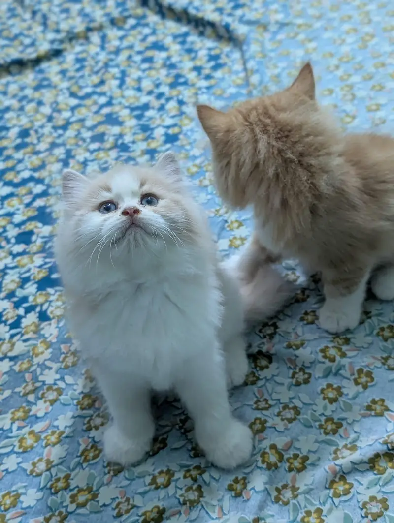 Persian kittens for sale | Triple coaed — photo 7