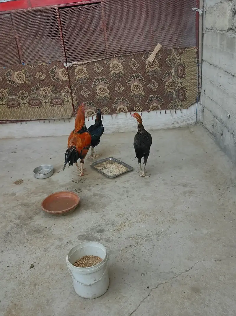 Aseel — photo 2