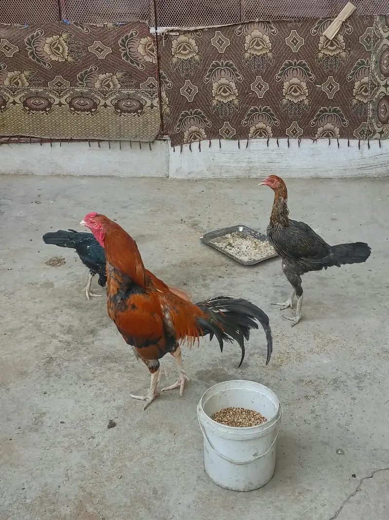 Aseel — photo 4