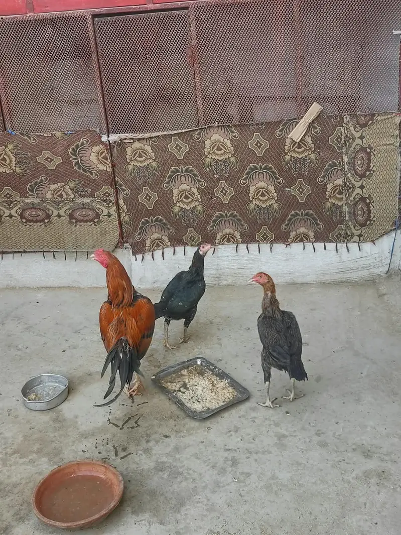 Aseel — photo 5