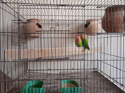 Love birds with cage
