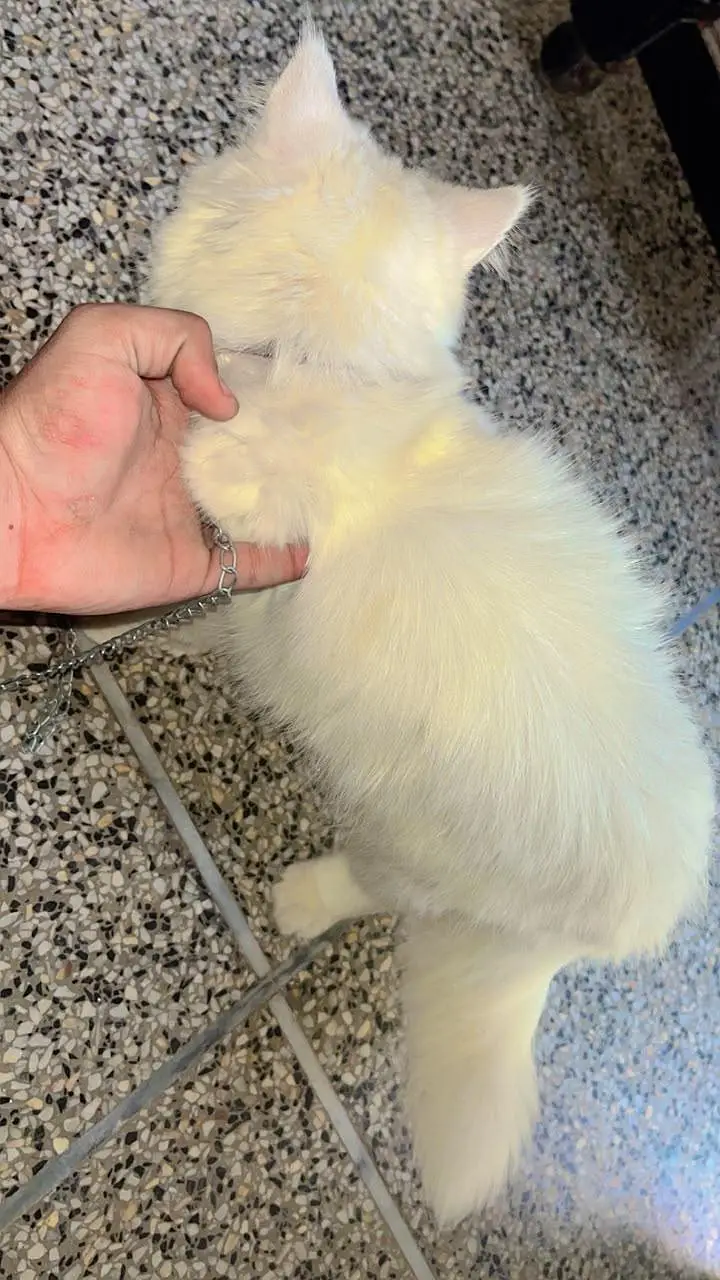 Cat for Sale — photo 4