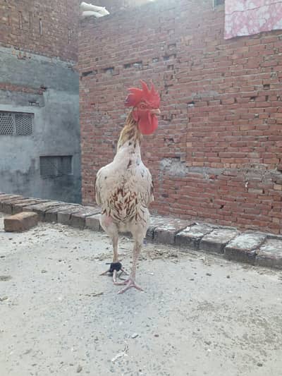 FOR SALE Arjunt jis Bhai NY Lena ha Rabty Kary