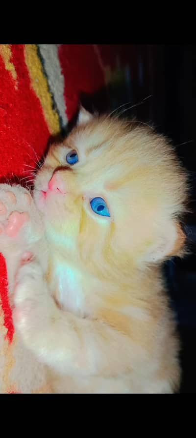 Beautiful and very active kittens available male female both