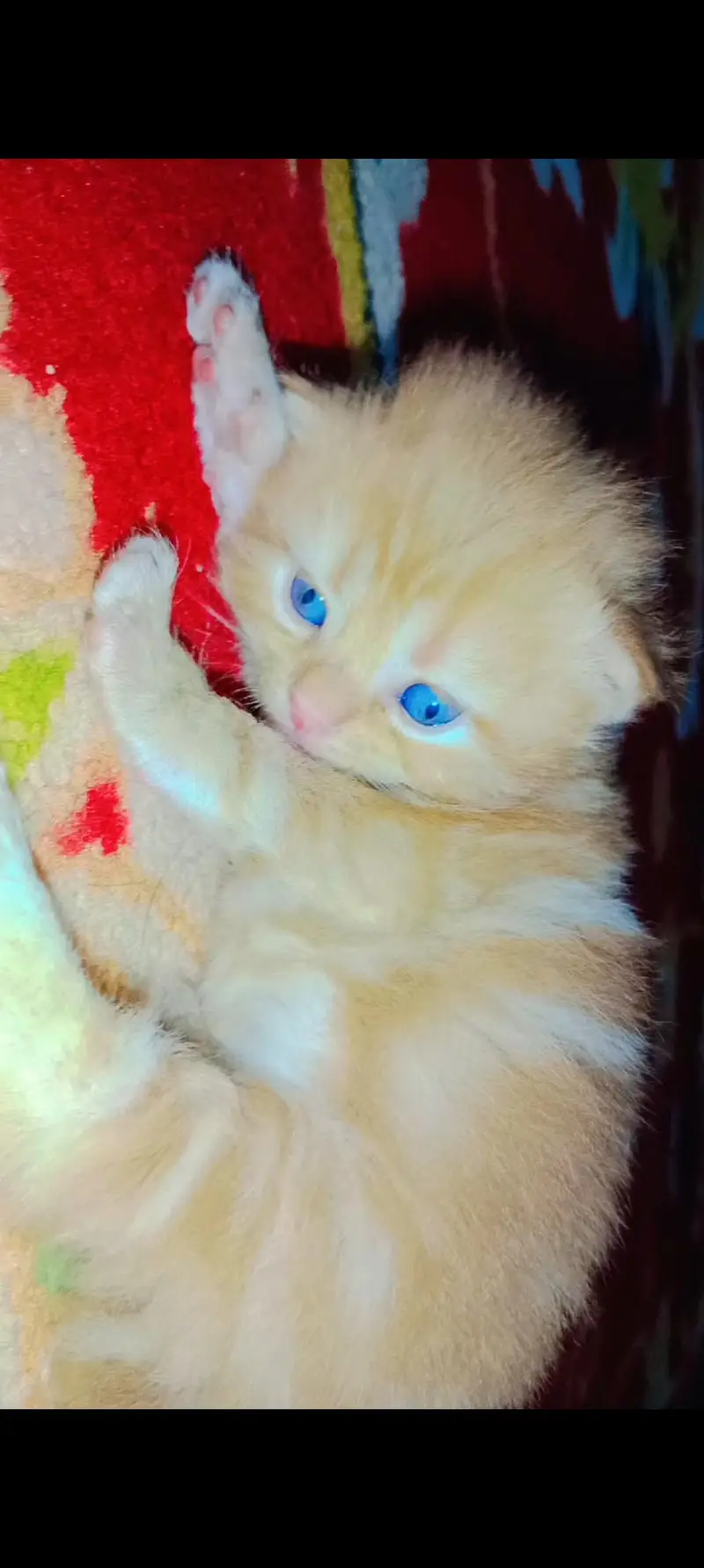 Beautiful and very active kittens available male female both — photo 2