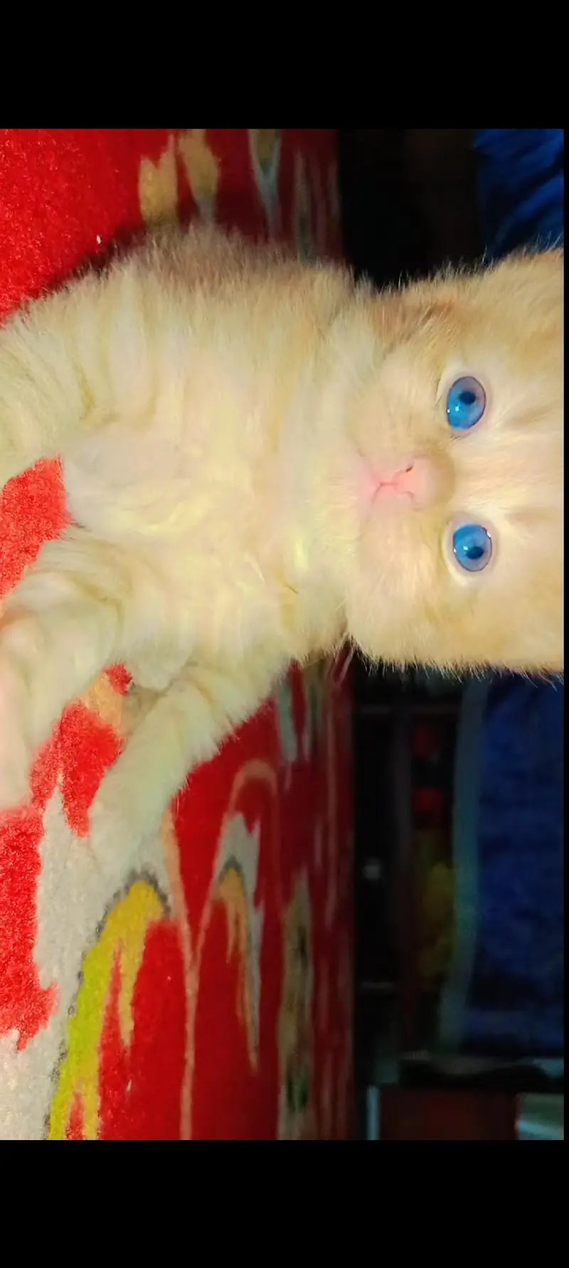 Beautiful and very active kittens available male female both — photo 3