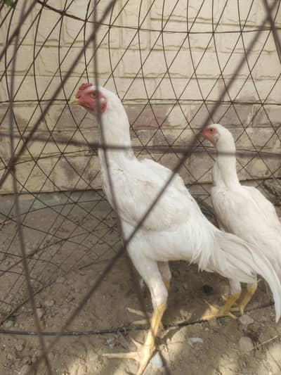 White shamo pair best quality pair available