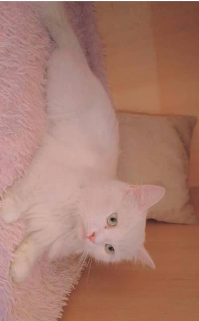 beautiful Russian cat for sale