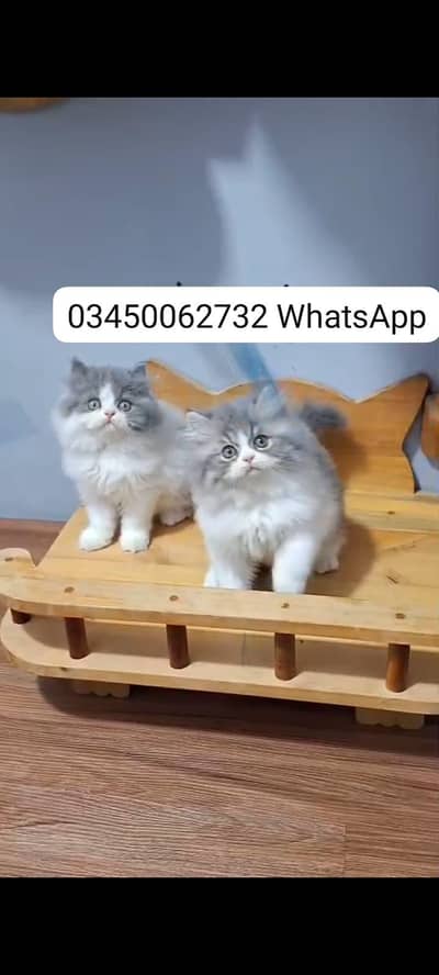 Quality Persian Punch face cat & kitten Male female Both available h